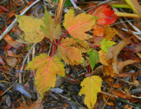 best - Leaves - IMG_3281_1.jpg