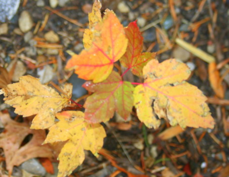 best - Leaves - IMG_3284_1.jpg