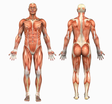 print a poster - Human Anatomy Muscles - bigstock_Human_Anatomy___Male_Muscles_41.jpg