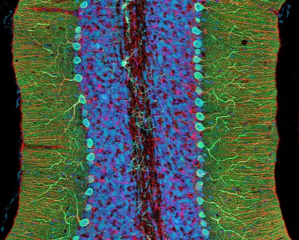 poster printing -  - neuron4.jpg