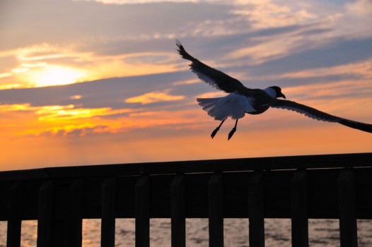 print a poster - Seagull - Sunset_Seagull_1.jpg