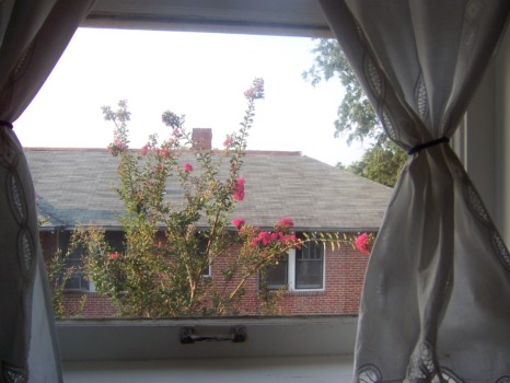 posters - Window - Crepe_Myrtle.jpg