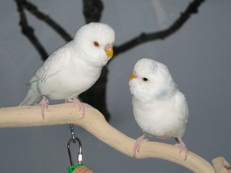 print a poster - Birds - IMG_3468.jpg