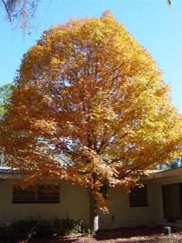 print a poster - Tree - DSC02231MomsmapletreeJPG.jpg