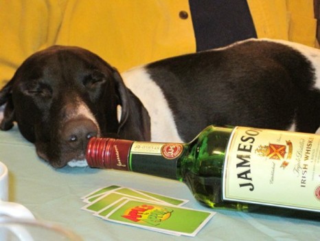 poster brain - Jameson Irish Whiskey - 47612_584587694566_15508777_33238600_260.jpg