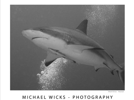 print a poster - shark_2_bw.png