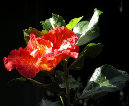 blow - Flower - Peace_1.jpg