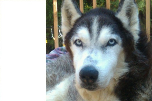print a poster - Dog - tana_post.jpg