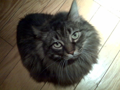 print a poster - Cat - Oscar_3.jpg
