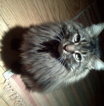 print a poster - Cat Animal - Oscar_8.jpg