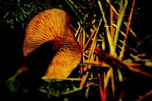 print a poster - Mushroom - DSC_0308.jpg