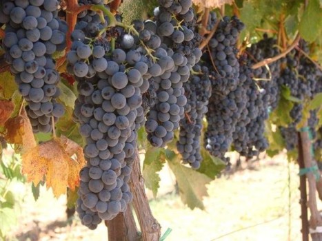 large images for enlarging - Grape Vive - Temecula_Grapes.jpg