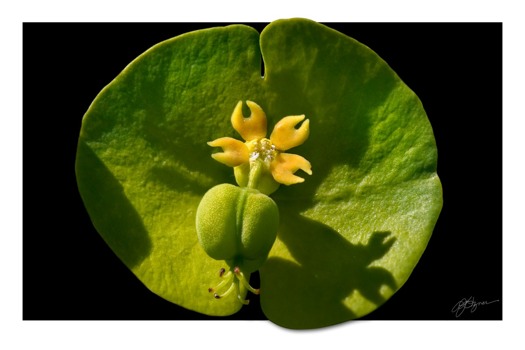 print a poster - Green Lily Pad Flower - CRW0644.tif