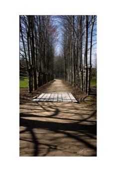 print a poster - Tree Shade - IMG7267.tif