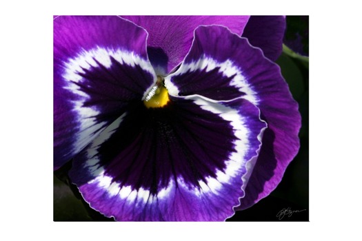 print a poster - Purple Pansy Flower - IMG9149.tif