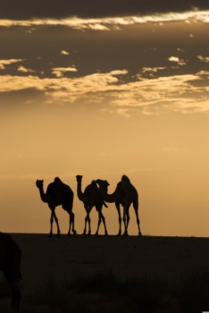 print a poster - Camels - Camel_3.jpg