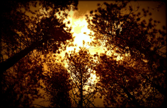 24x36 - Trees - IMG_6588.jpg