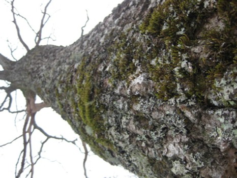 post - Tree - North_Carolina_247.JPG.jpg