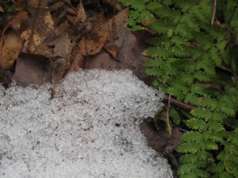 post - Nature Photo - North_Carolina_256.JPG.jpg