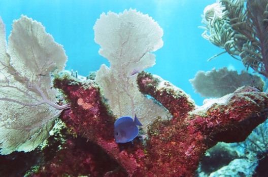 poster - Aquarium - 91310002JPG.jpg