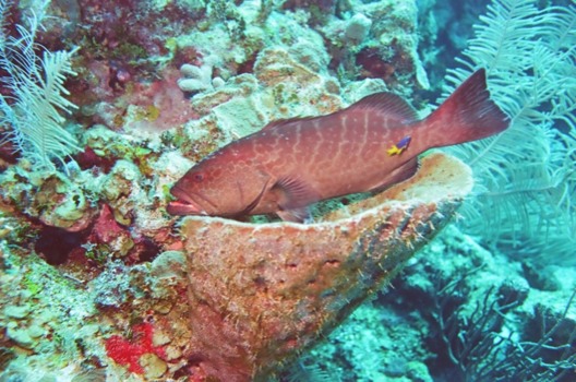 poster - Fish - 91390006JPG.jpg