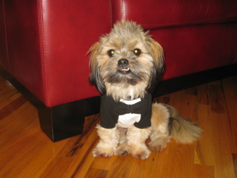 print a poster - Dog - IMG_0773.jpg
