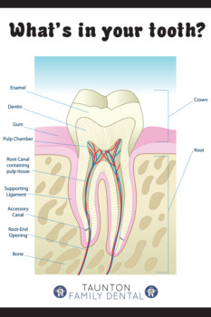 print a poster - What's In Your Tooth? - ToothDiagramFinal.tif