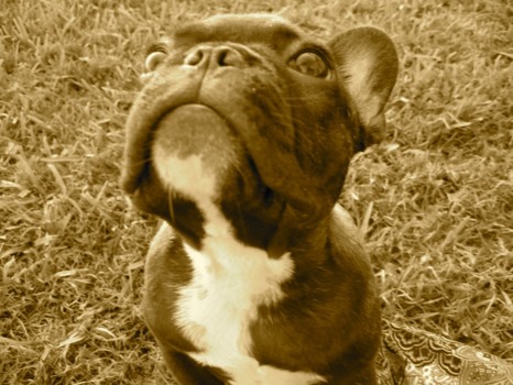 how - Bull Dog Looking Up - IMG1363JPG.jpg