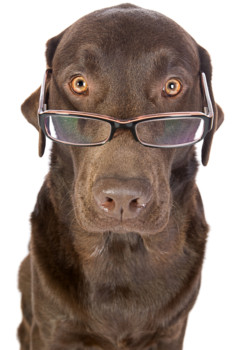 print a poster - Eyeglasses - bigstock_Shot_Of_A_Handsome_And_Clever__.jpg