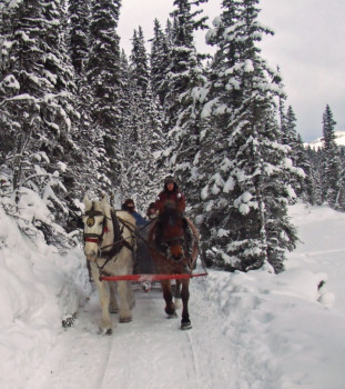 posterbrain - Horses - 122906_Sleigh_in_pathway_02_Beautiful.jpg