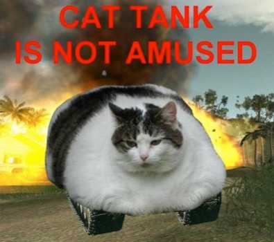 pictures - Cat Animal - Cat.jpg