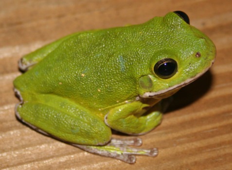 mss - Frog - Frog.jpg