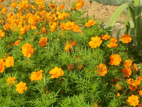 photo posters - Yellow Flowers - 000_0142_1.jpg