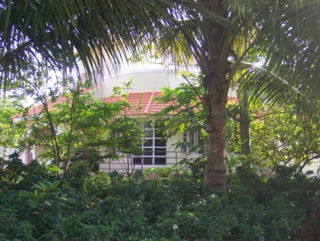 photo posters - Palm Tree - 000_0143_1.jpg