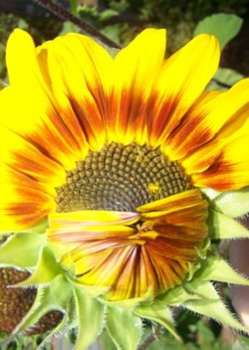 print a poster - Opening Sunflower Nature Yellow Orange - shysun2.jpg