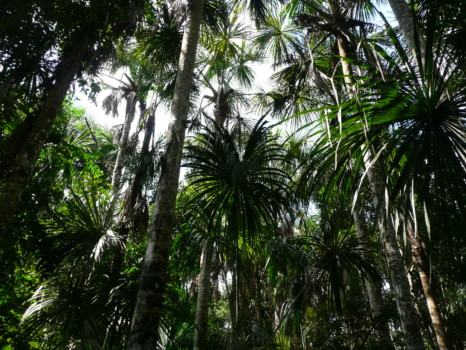 posterbrain - Trees - P1020245.jpg