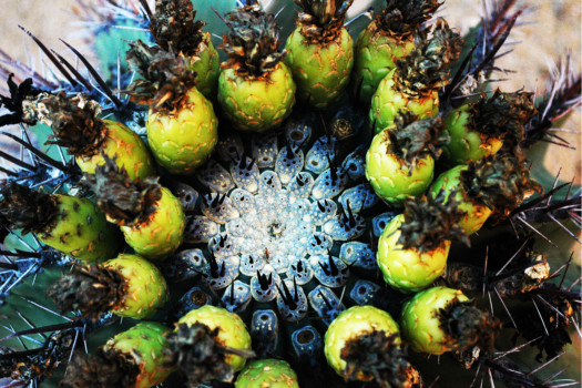 print a poster - Pineapples - CABO2010_153.jpg