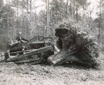 www - Tree Stump - sc00010381swd.jpg