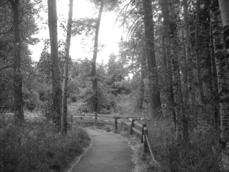 poster - Trees - DSCN1353_blackwhite.jpg