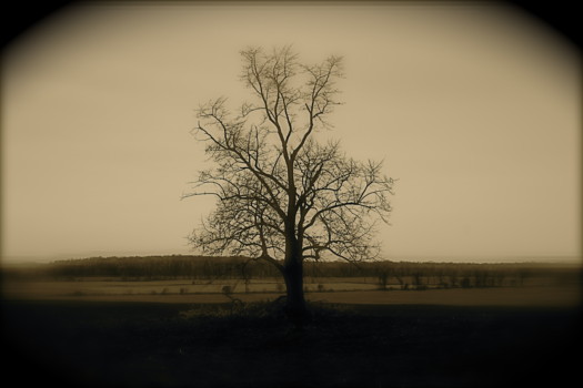 print a poster - Tree - IMG_1251.jpg
