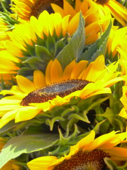 poster prints - Sunflower - P1000269.jpg