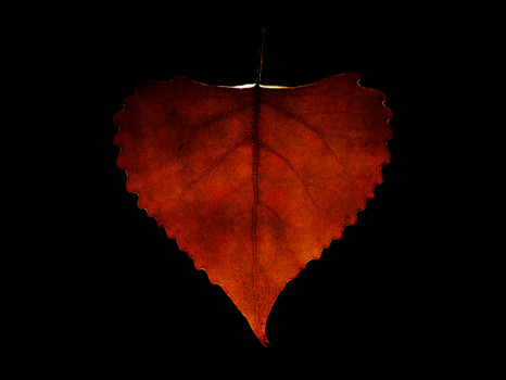 print a poster - Red Leaf - leaf2.jpg