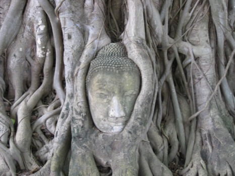 poster - Tree With Sculpture Head - IMG4207JPG.jpg