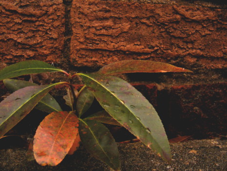 print a poster - Plant - Plant_at_wall_1.jpg