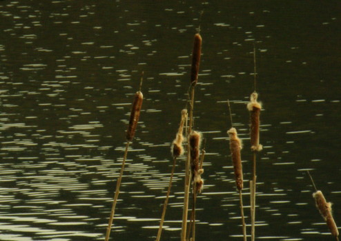 print a poster - Lake Photo - Reeds_water_1.jpg