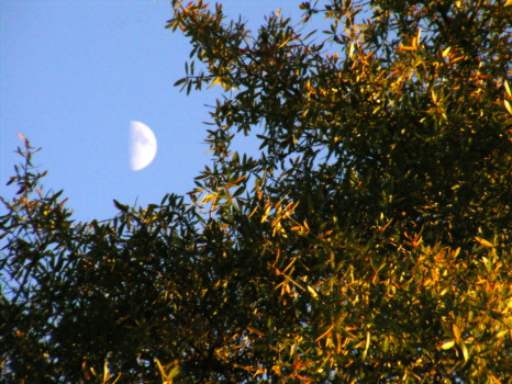 print a poster - Half Moon - Trees_and_moon_1.jpg
