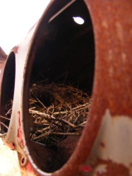 print a poster - Rusty Car With Nest - rustic_paint_1.jpg