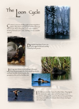 24 - Pictures Articles Forests Animals - LeftPanel.tif