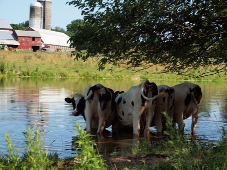 poster - Cows Water Pool Trees - P1012585JPG.jpg