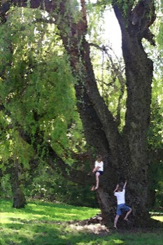 poster - Tree Climbing - IMG7645best.jpg